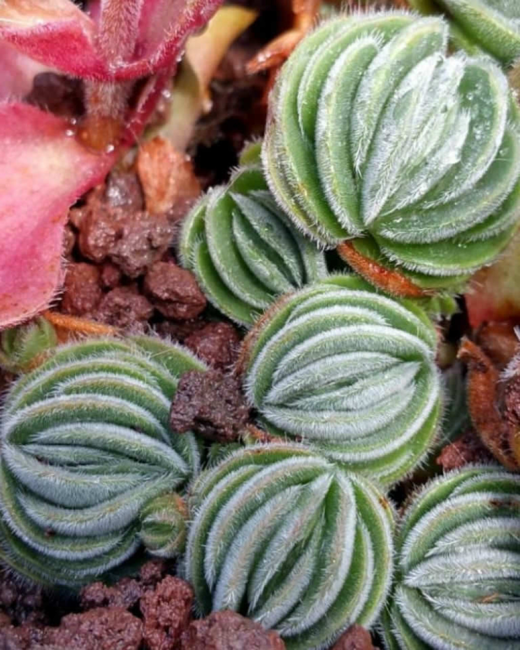 Crassula tomentosa