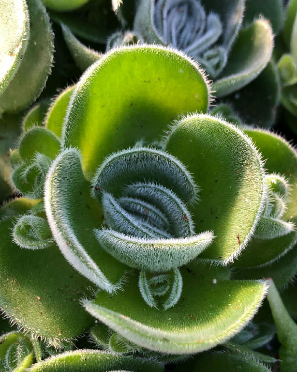 Crassula tomentosa var. glabrifolia