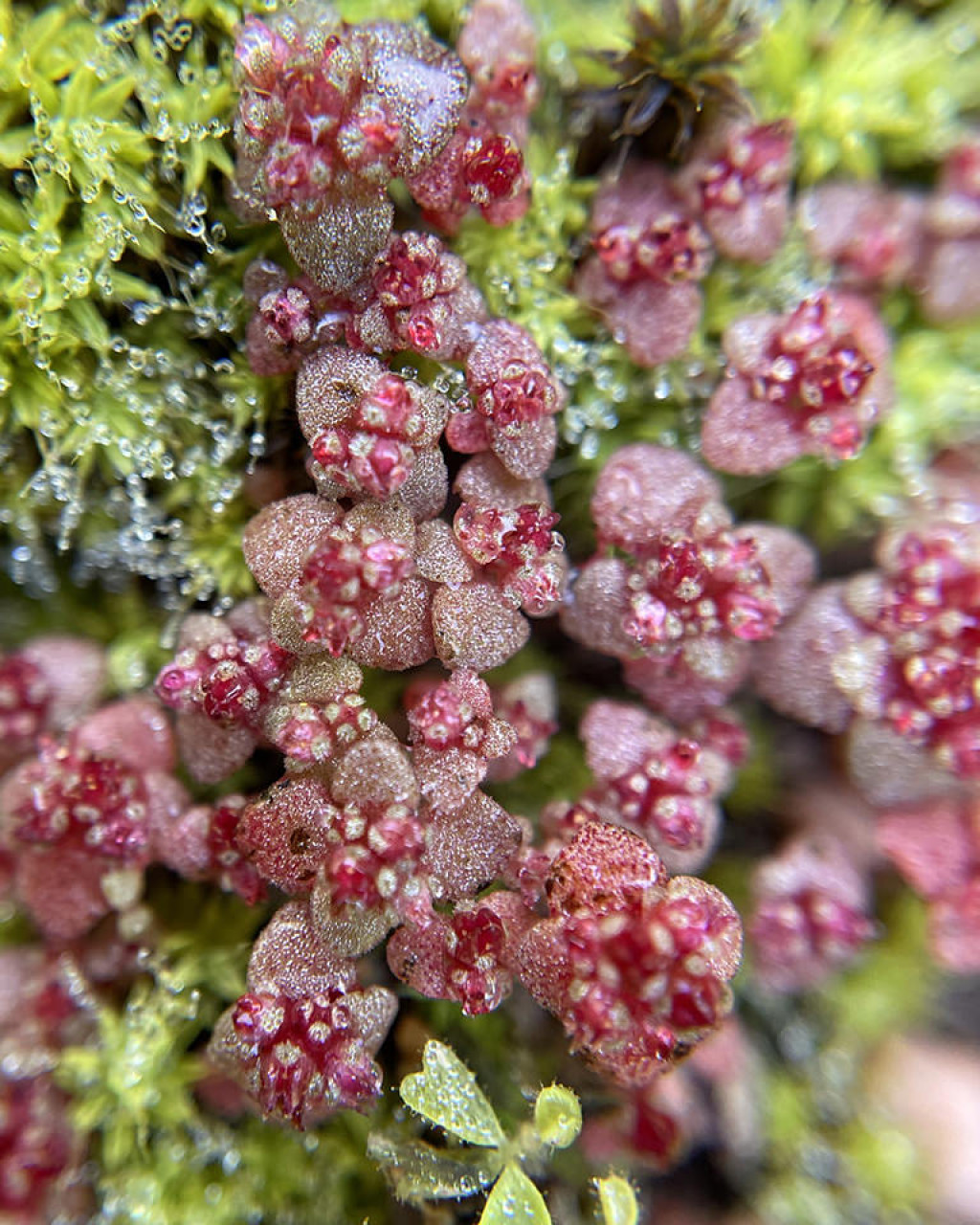 Crassula umbellata