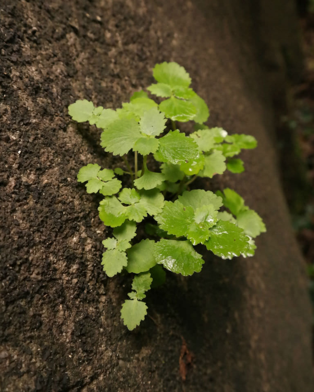 Crassula umbraticola