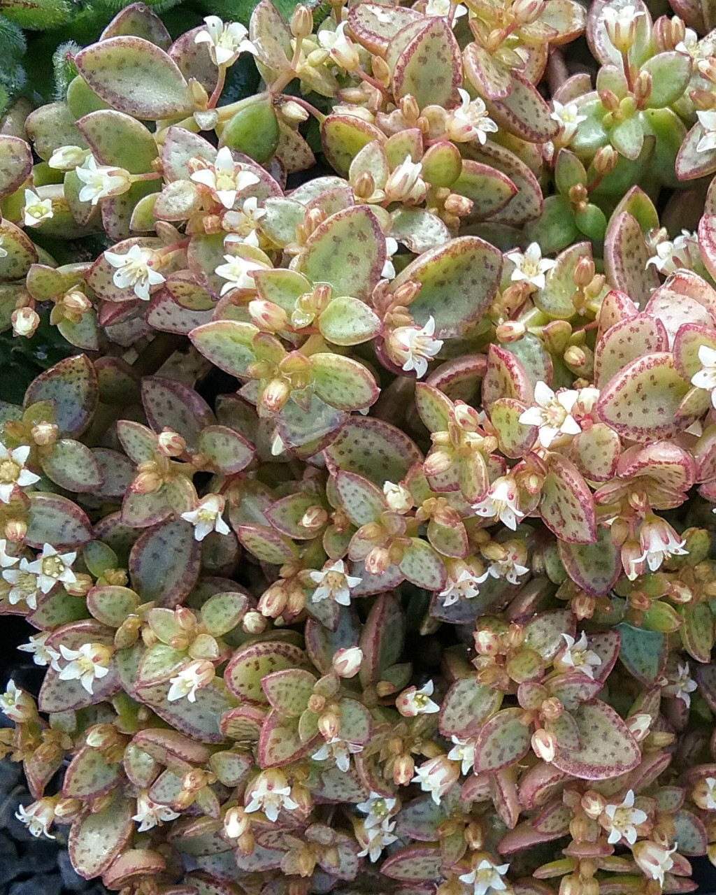 Crassula volkensii