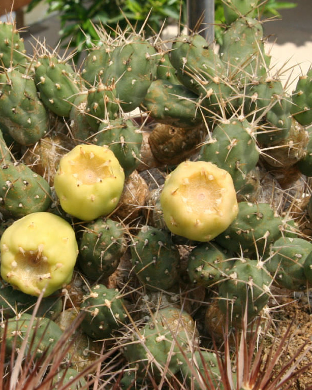 Cumulopuntia boliviana