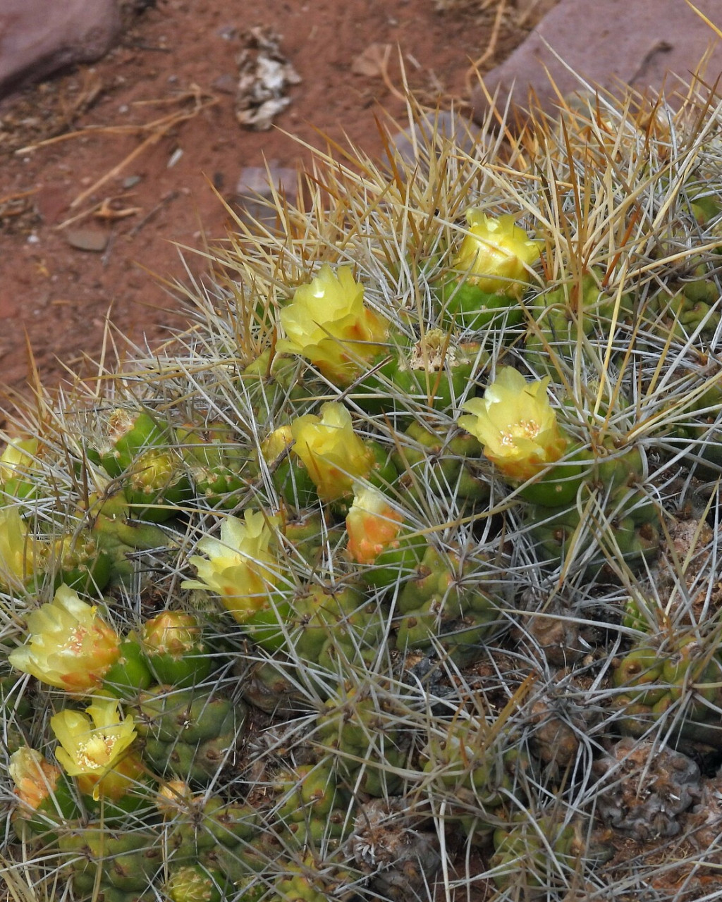 Cumulopuntia chichensis