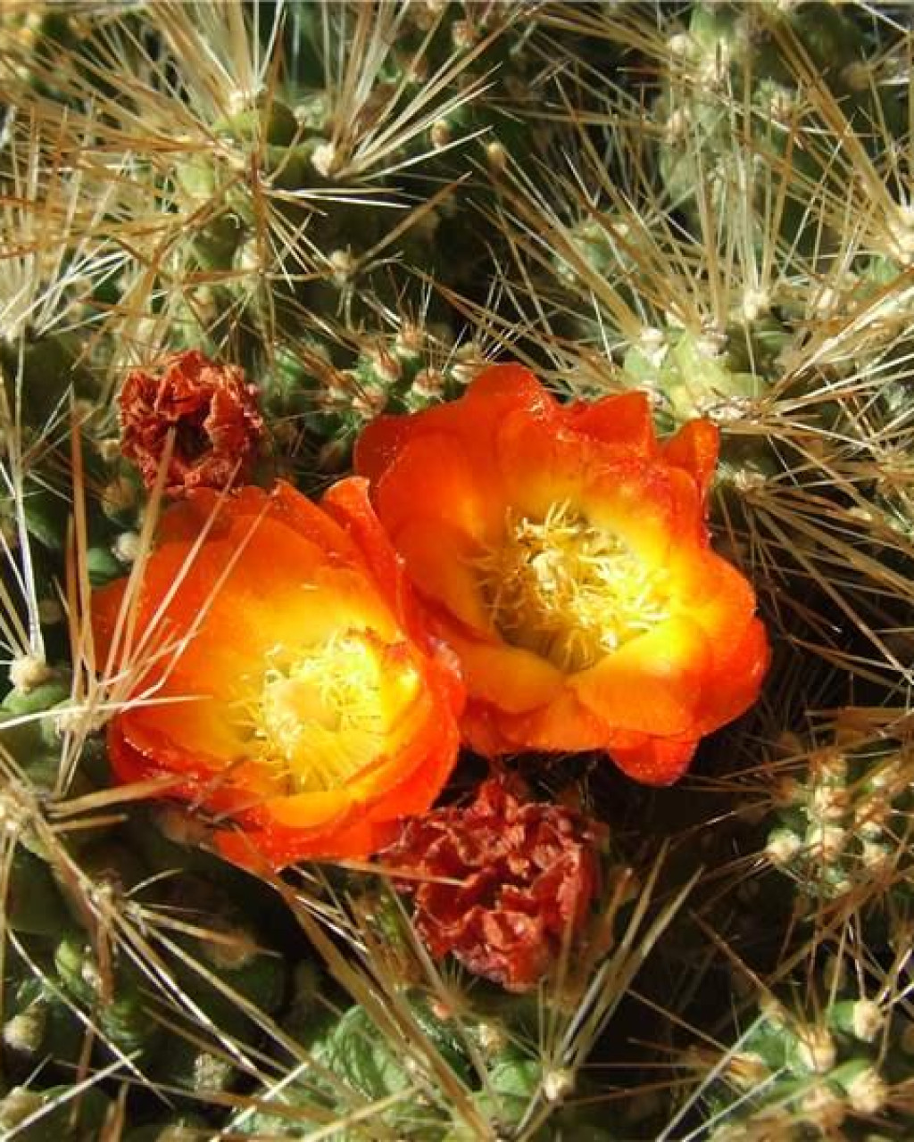 Cumulopuntia ignescens