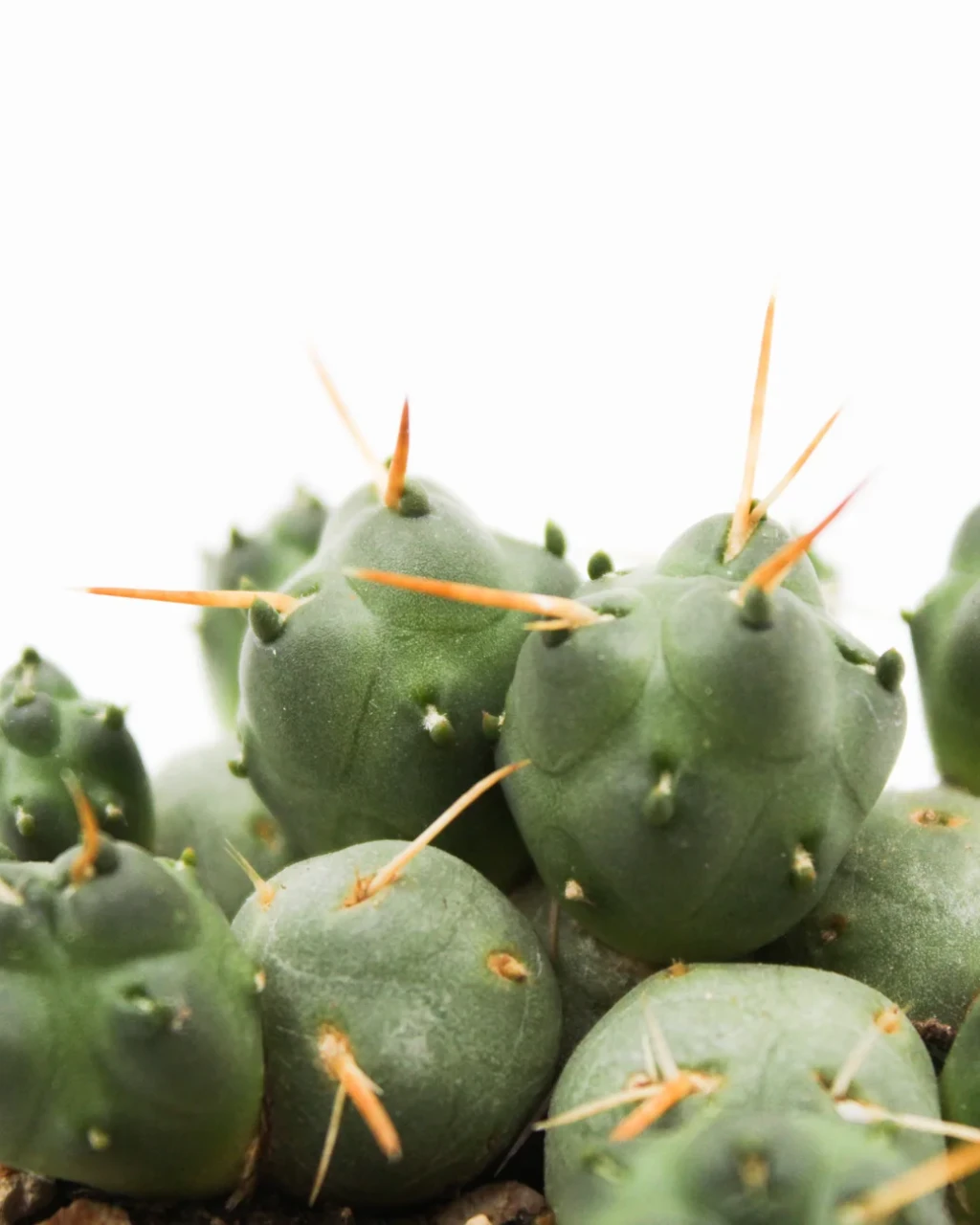 Cumulopuntia rossiana