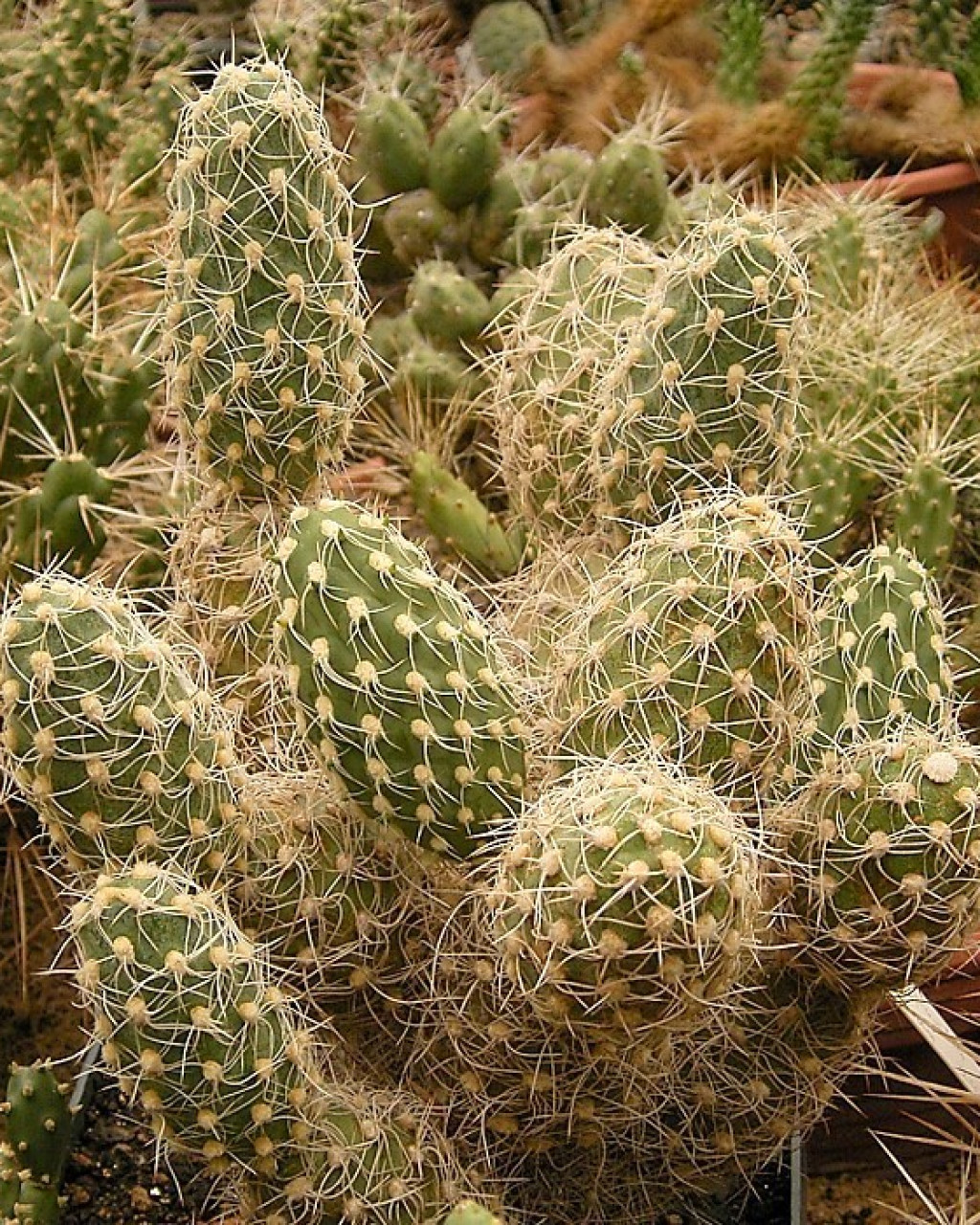 Cumulopuntia sphaerica
