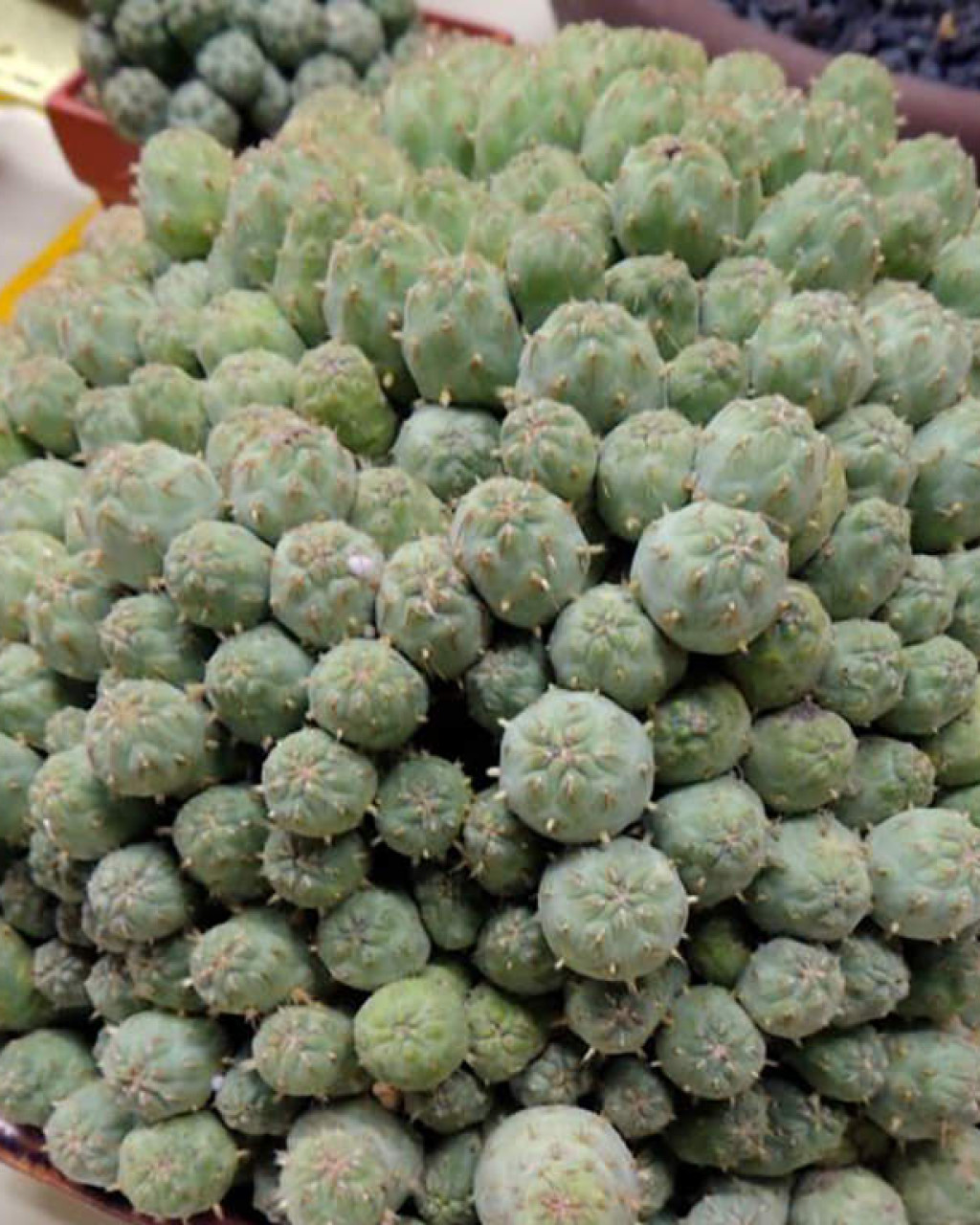 Cumulopuntia subterranea