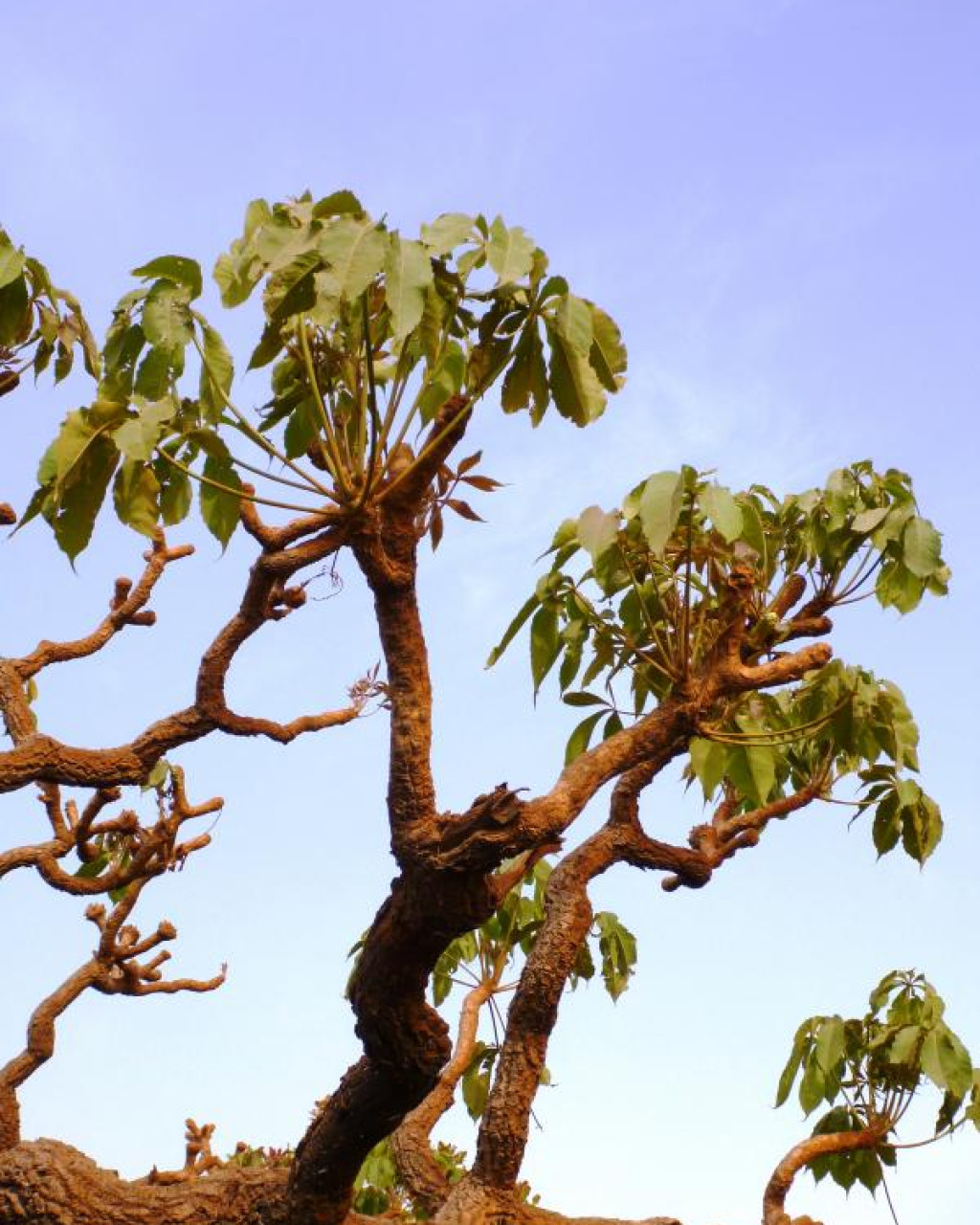 Cussonia arborea