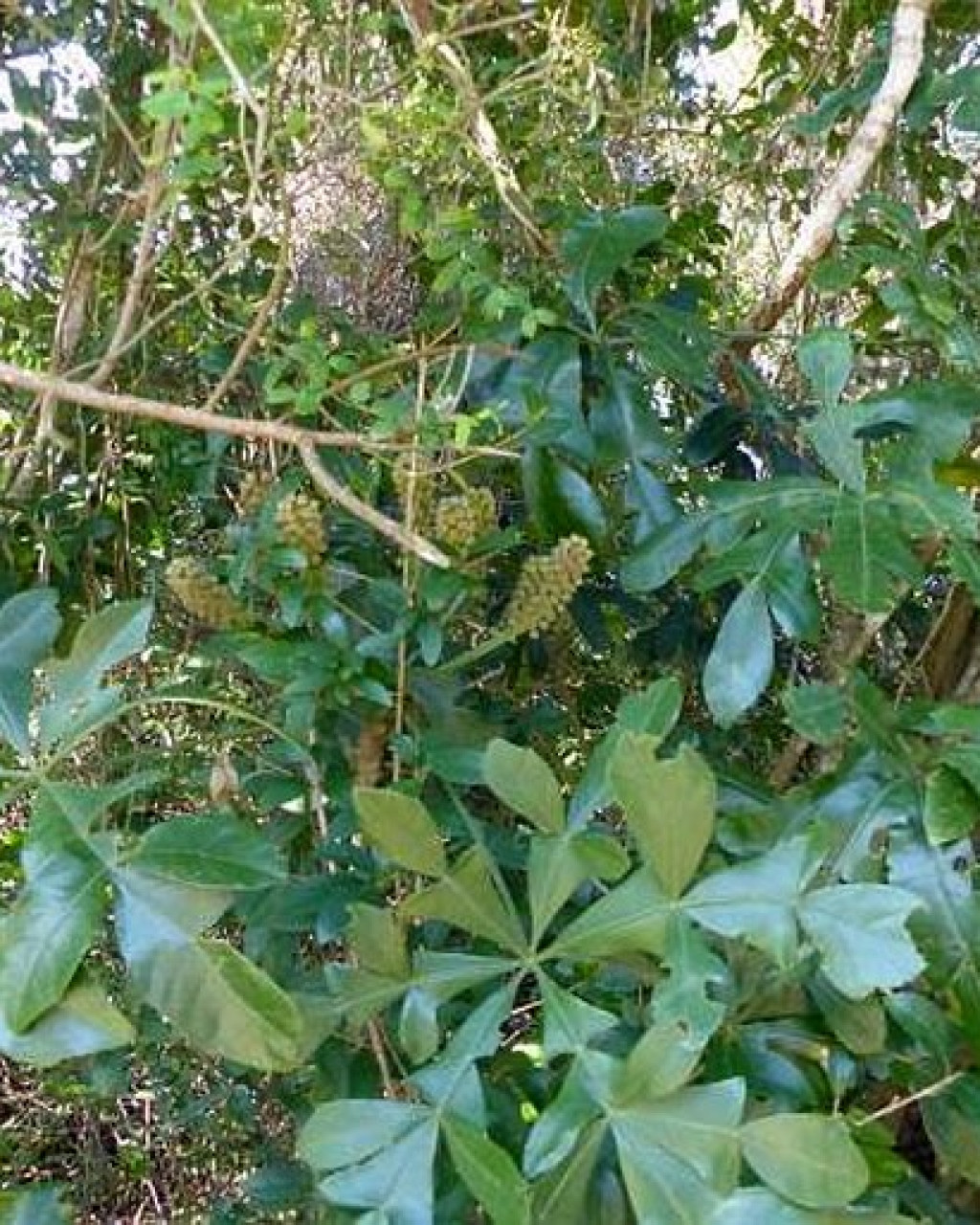 Cussonia arenicola