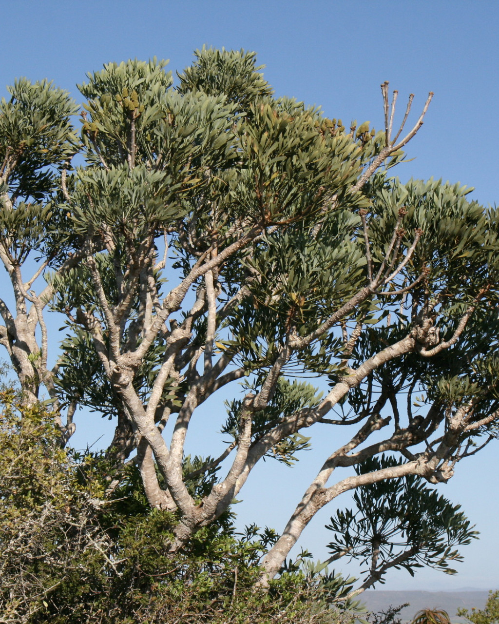 Cussonia gamtoosensis