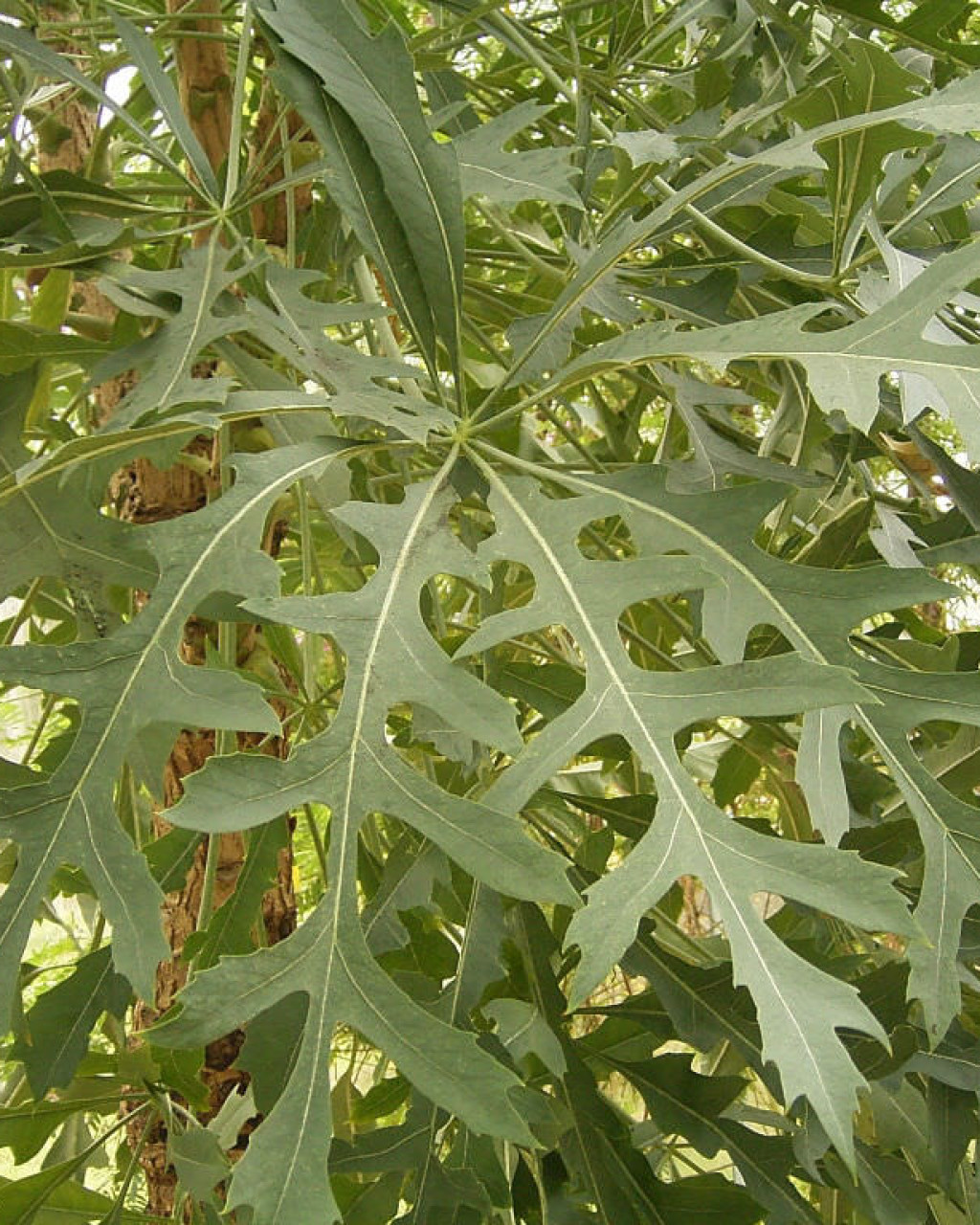 Cussonia paniculata