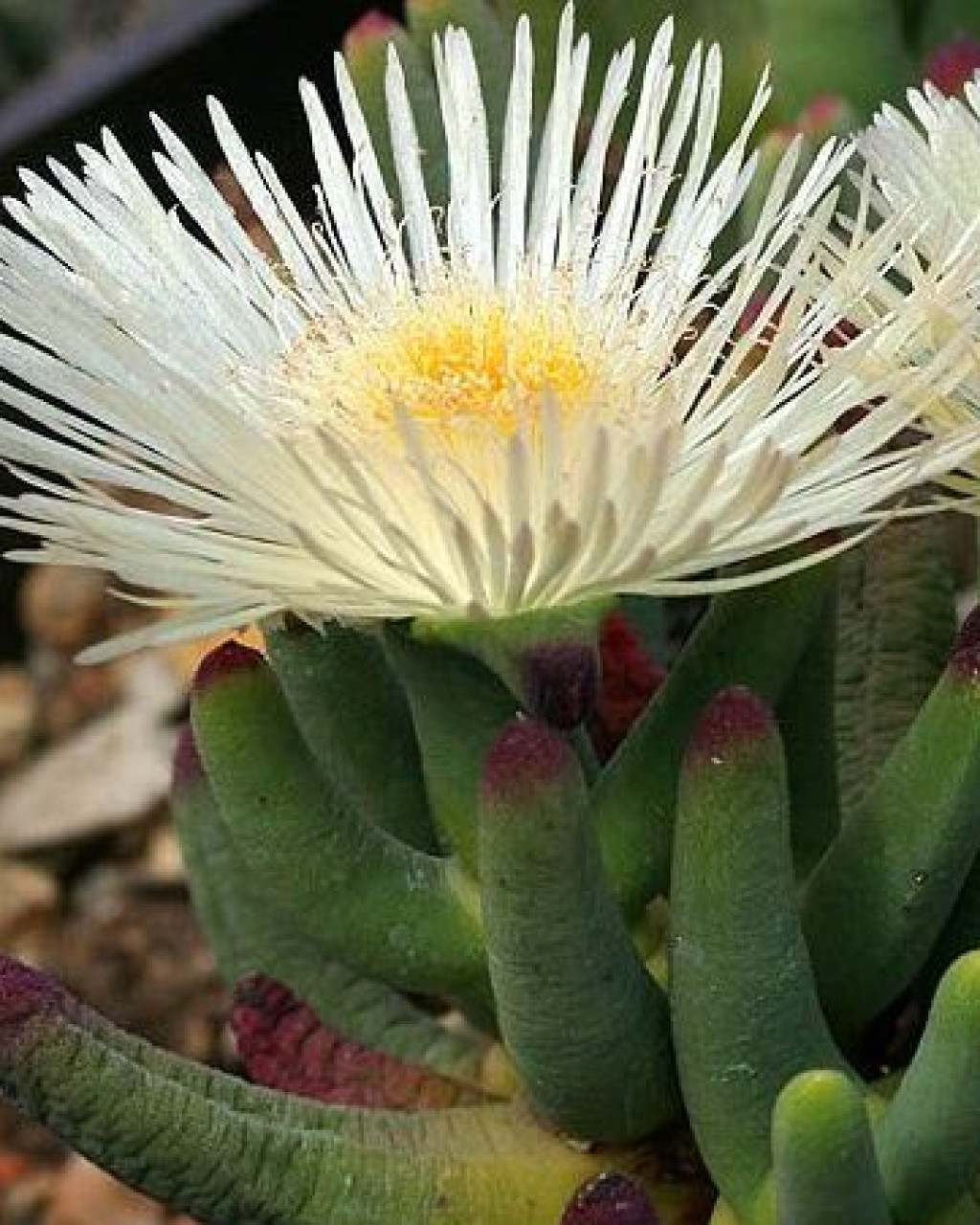 Cylindrophyllum