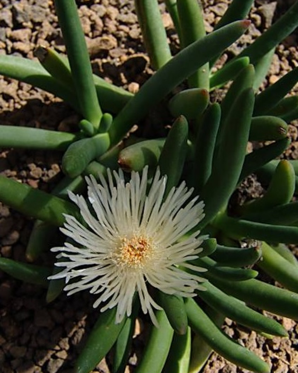 Cylindrophyllum calamiforme