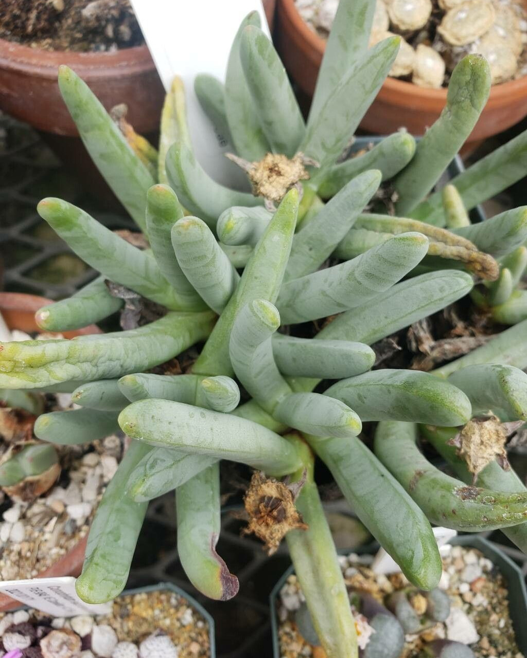 Cylindrophyllum hallii