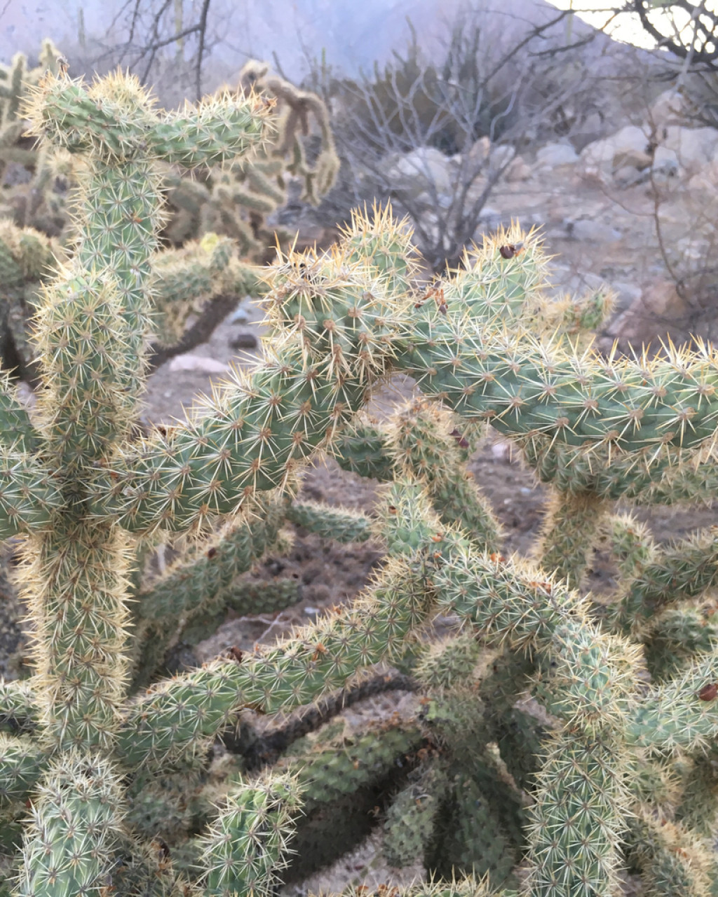 Cylindropuntia alcahes