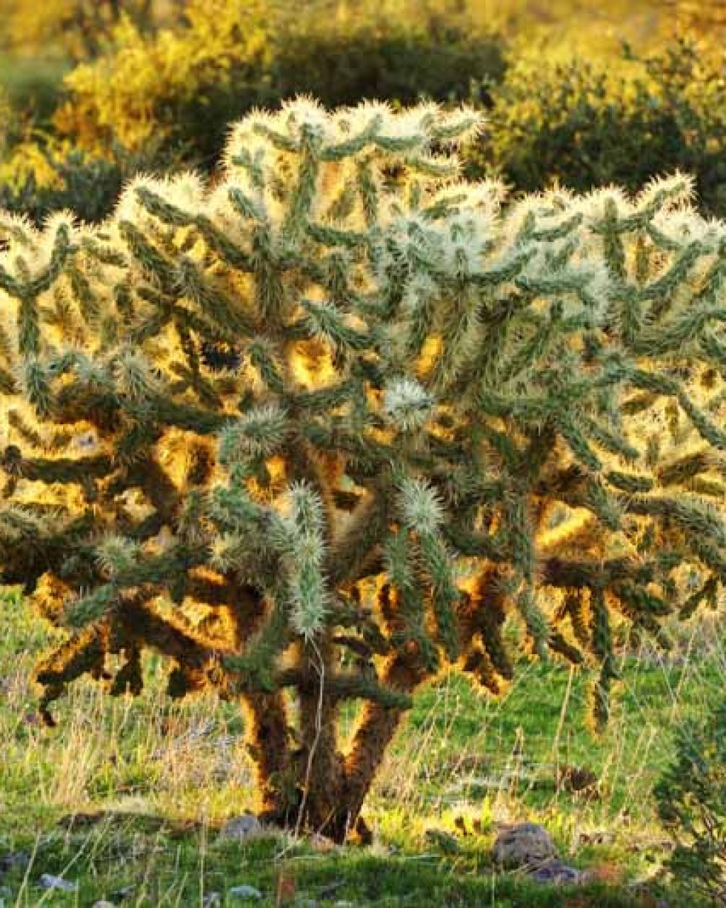 Cylindropuntia bigelovii