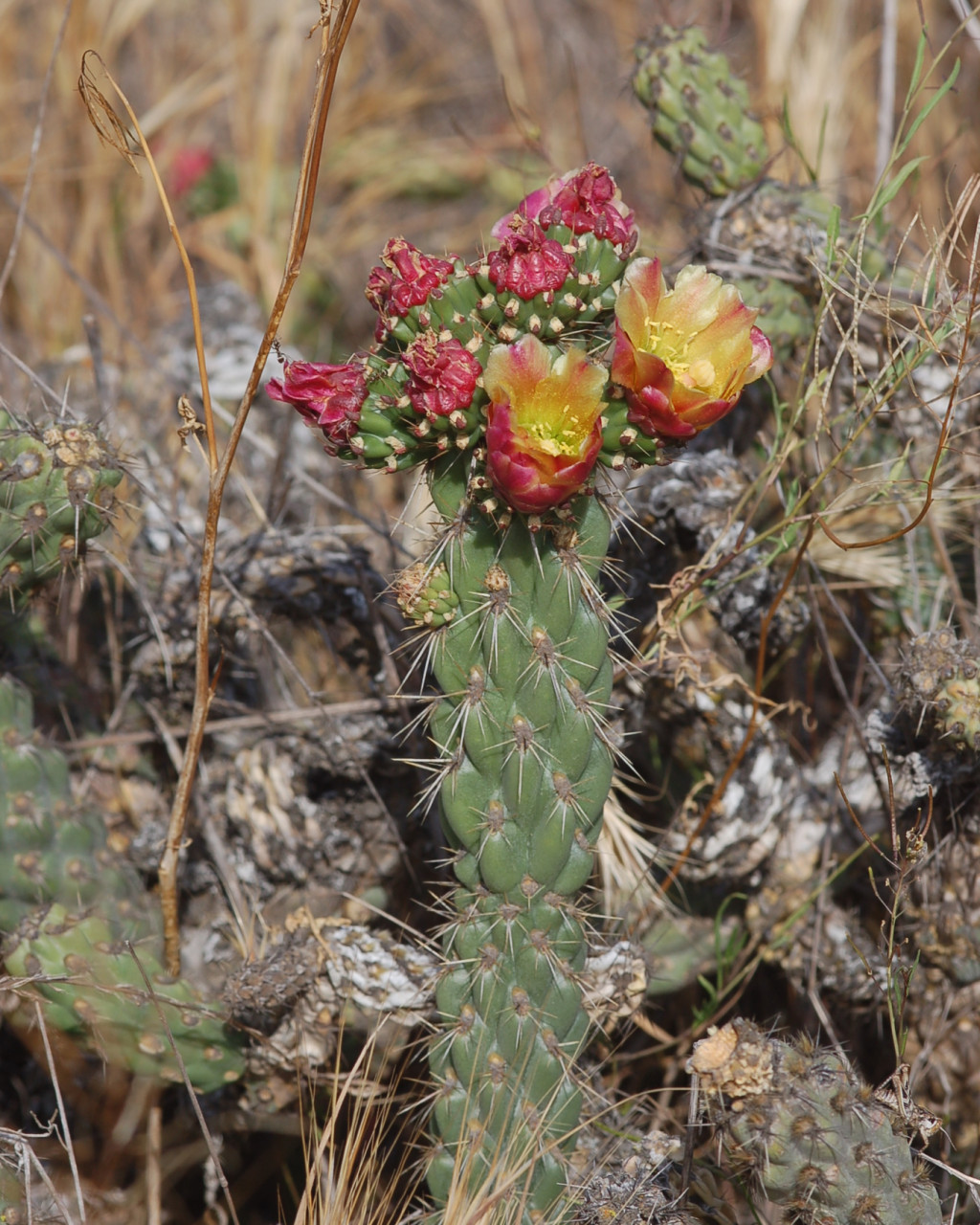 Cylindropuntia californica