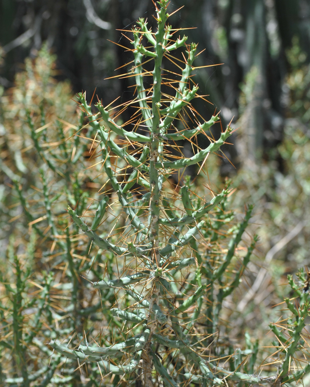 Cylindropuntia caribaea