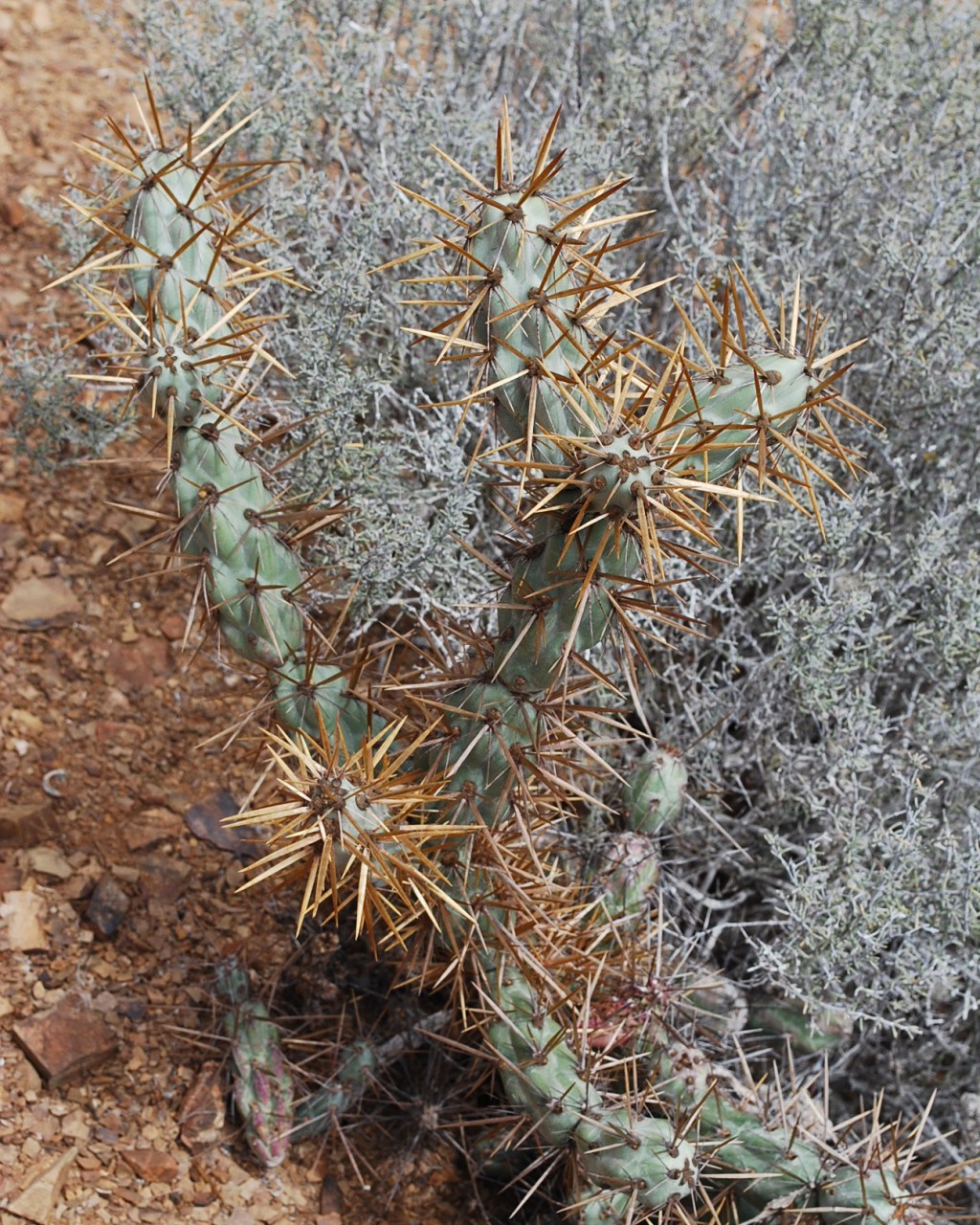 Cylindropuntia cedrosensis
