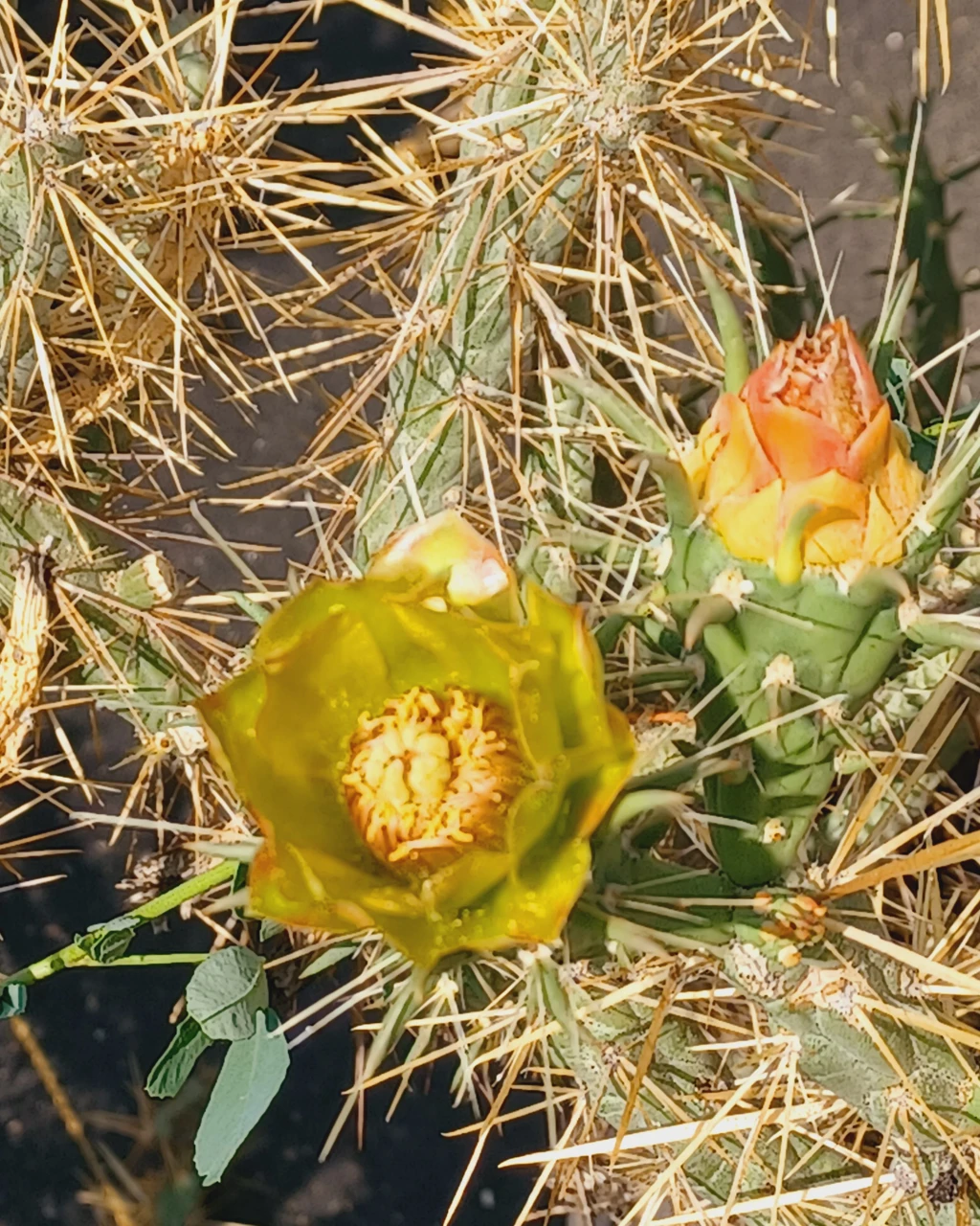 Cylindropuntia davisii