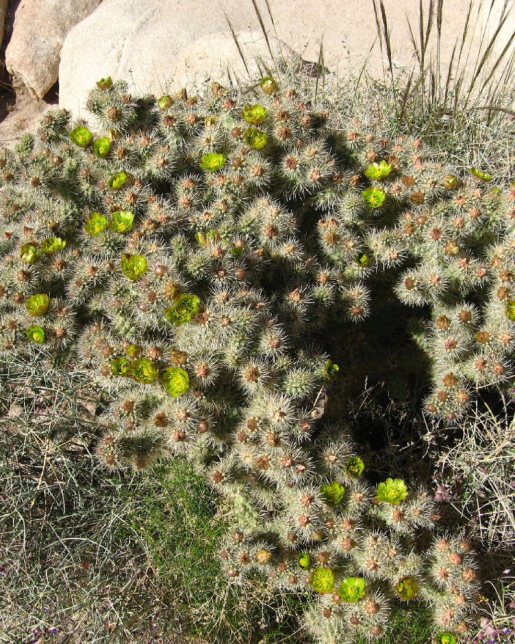 Cylindropuntia echinocarpa