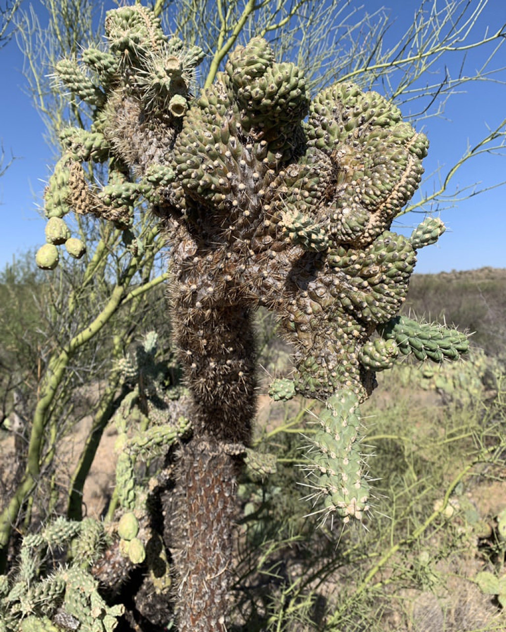 Cylindropuntia fulgida f. cristata