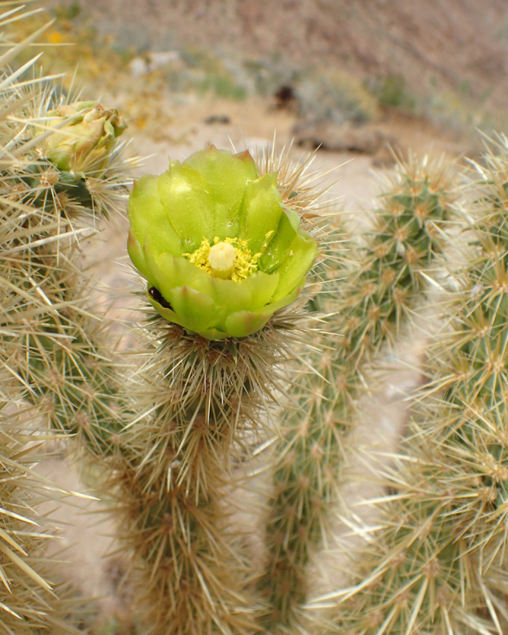 Cylindropuntia ganderi
