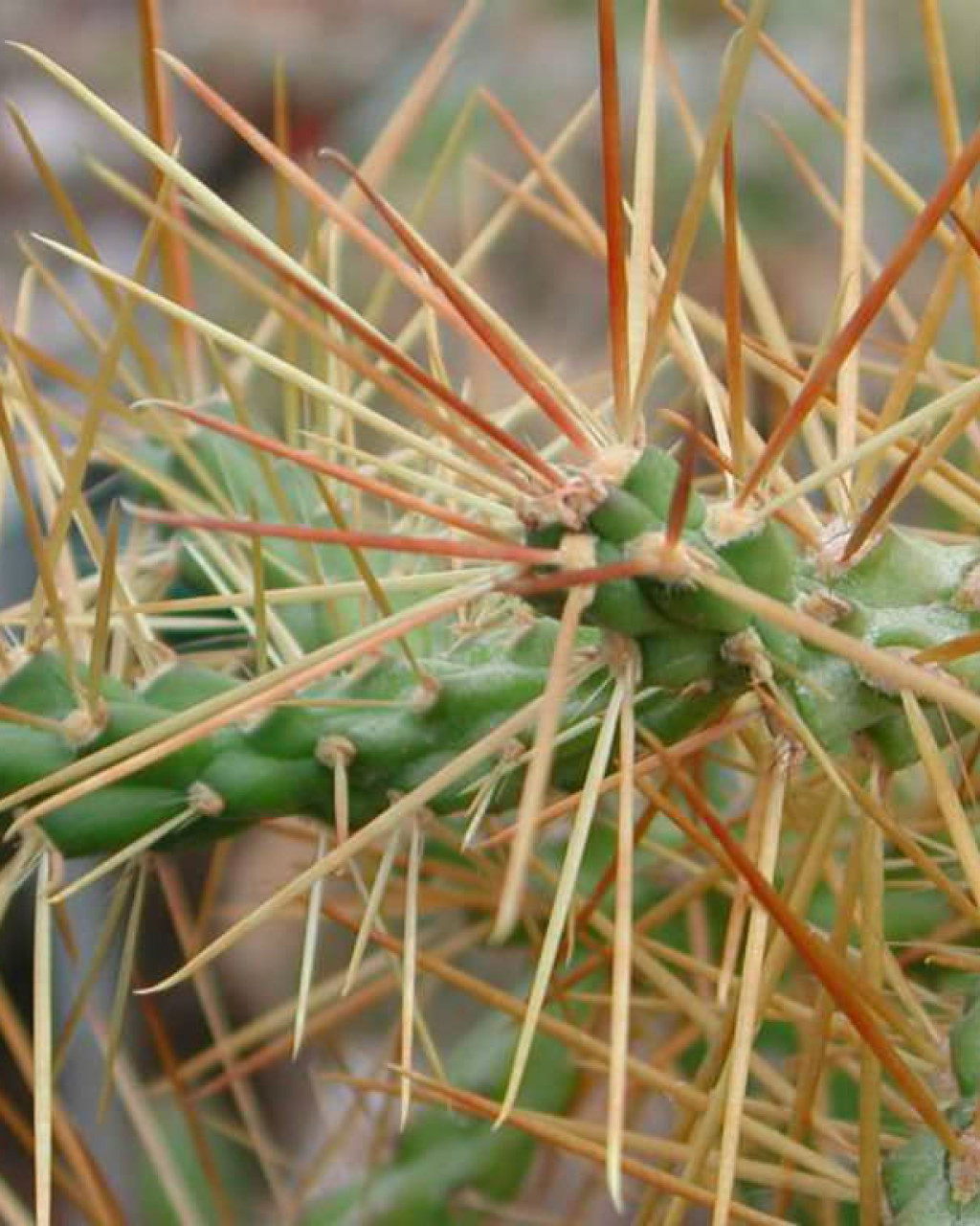 Cylindropuntia hystrix