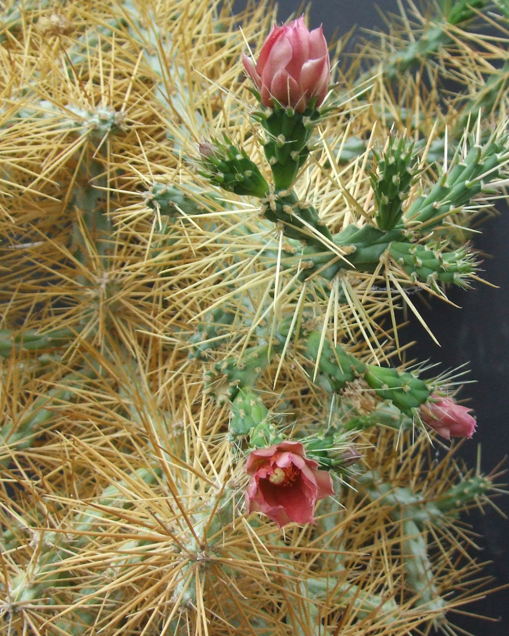Cylindropuntia molesta