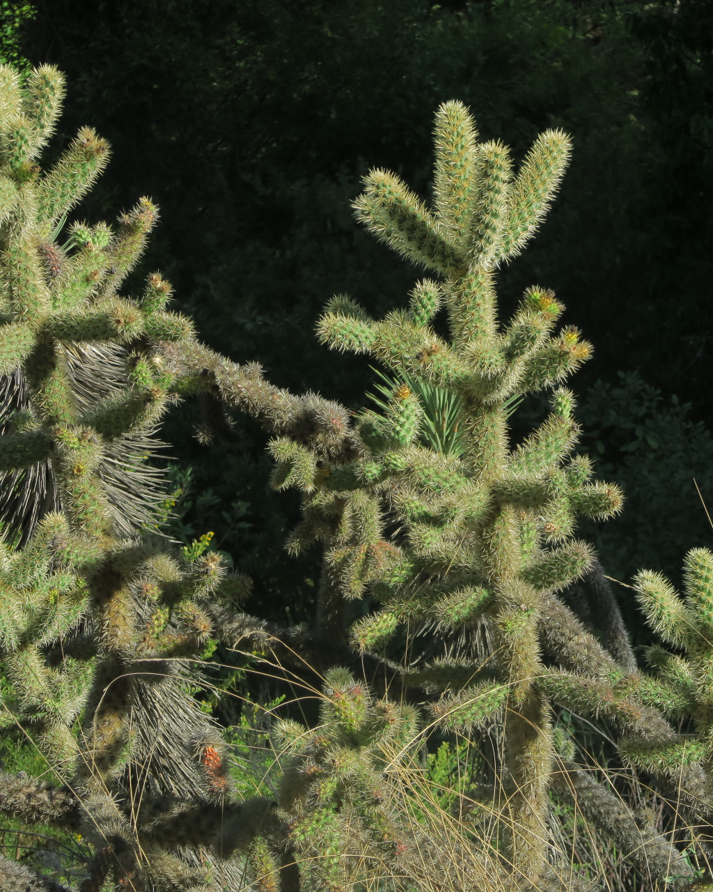 Cylindropuntia munzii