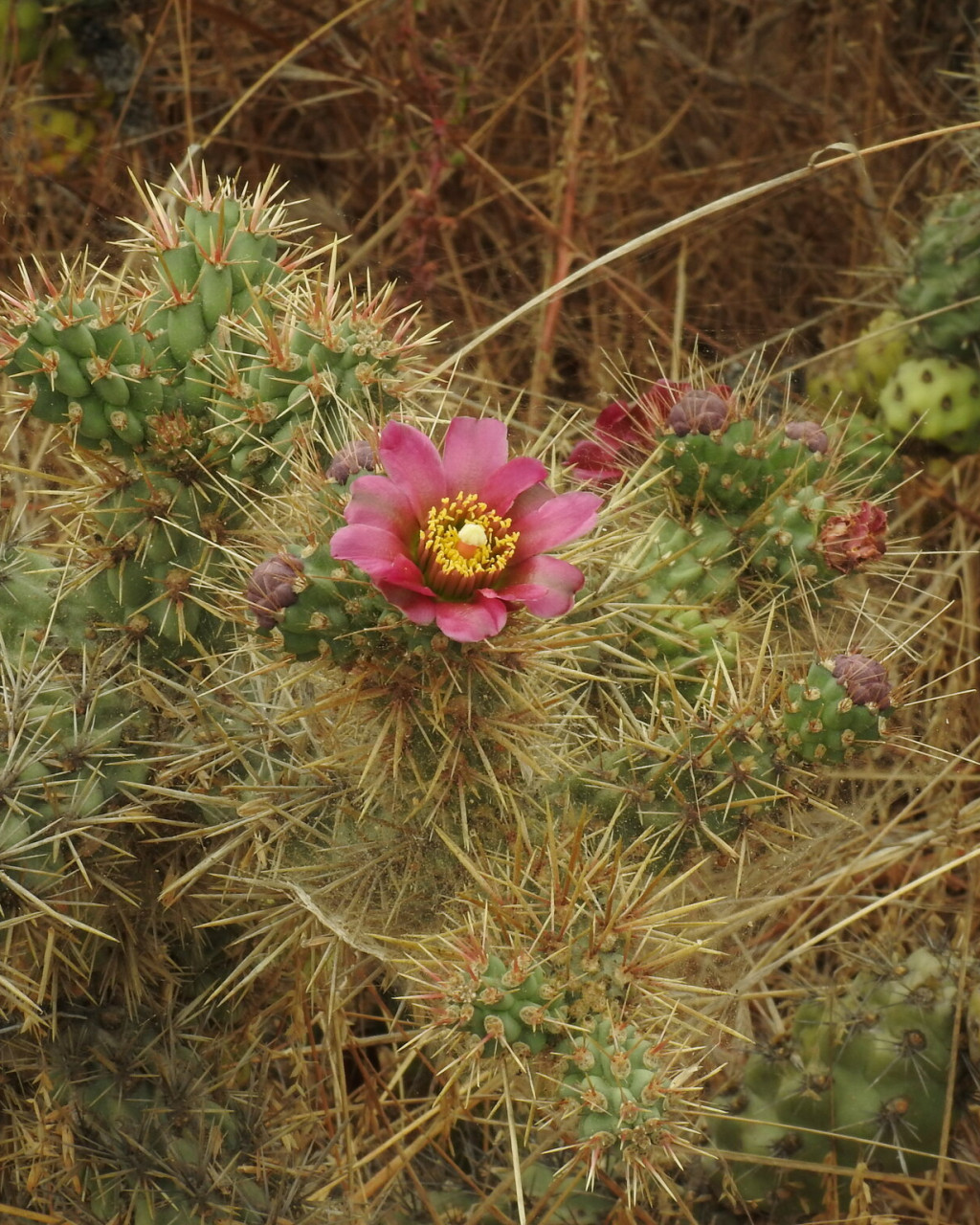 Cylindropuntia prolifera