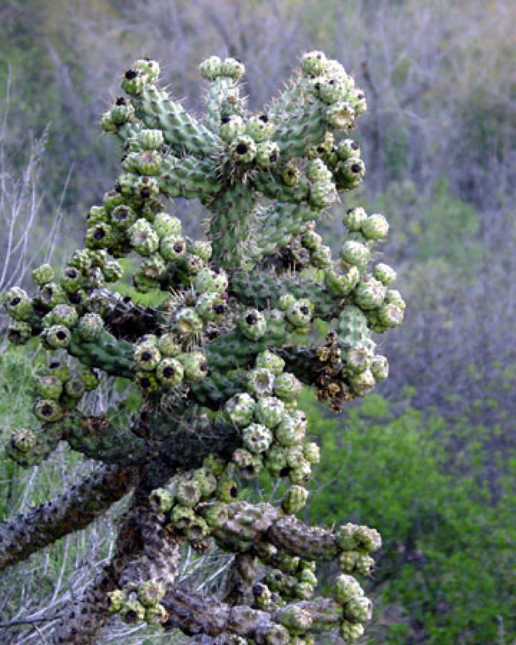Cylindropuntia Prolifera