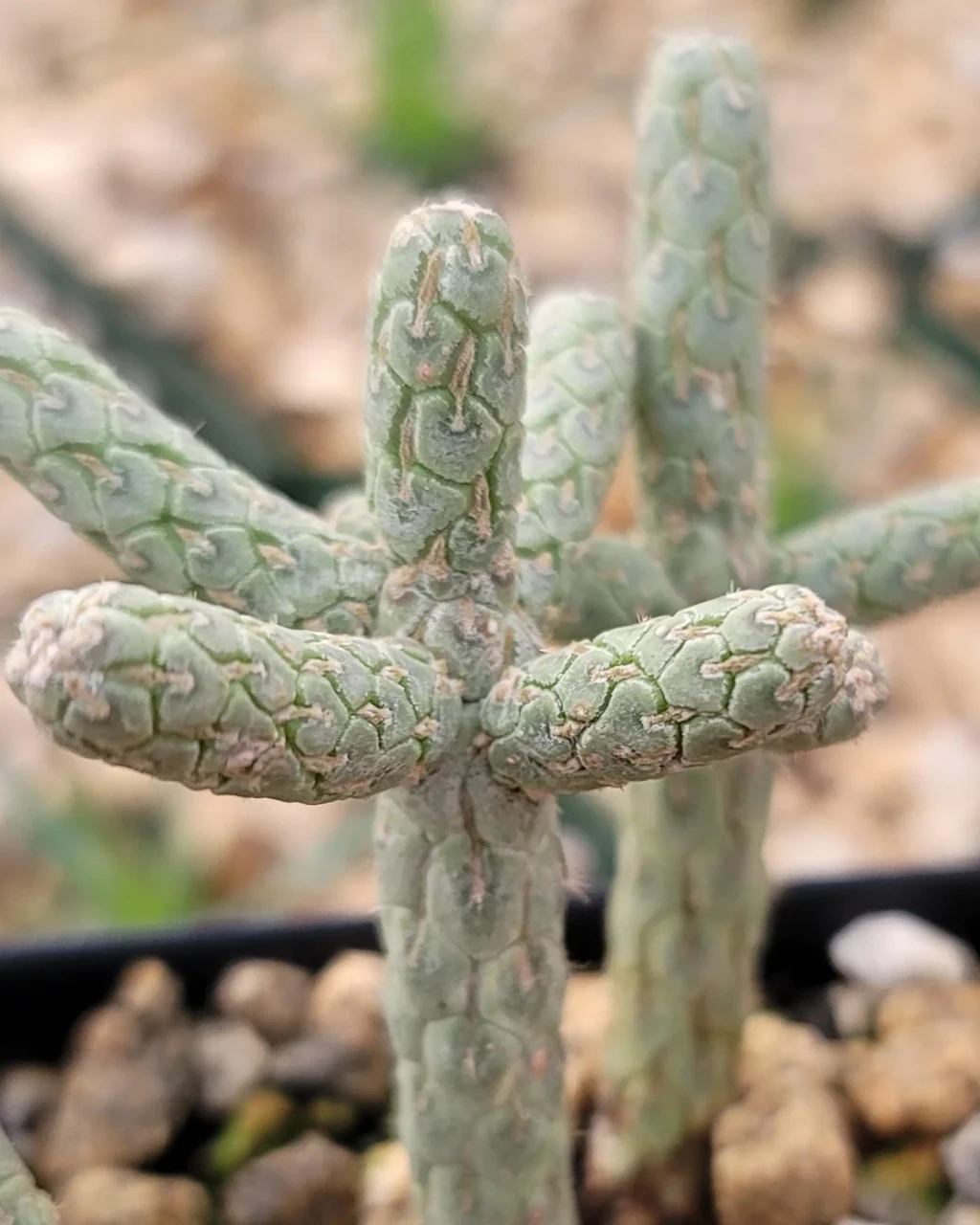 Cylindropuntia ramosissima