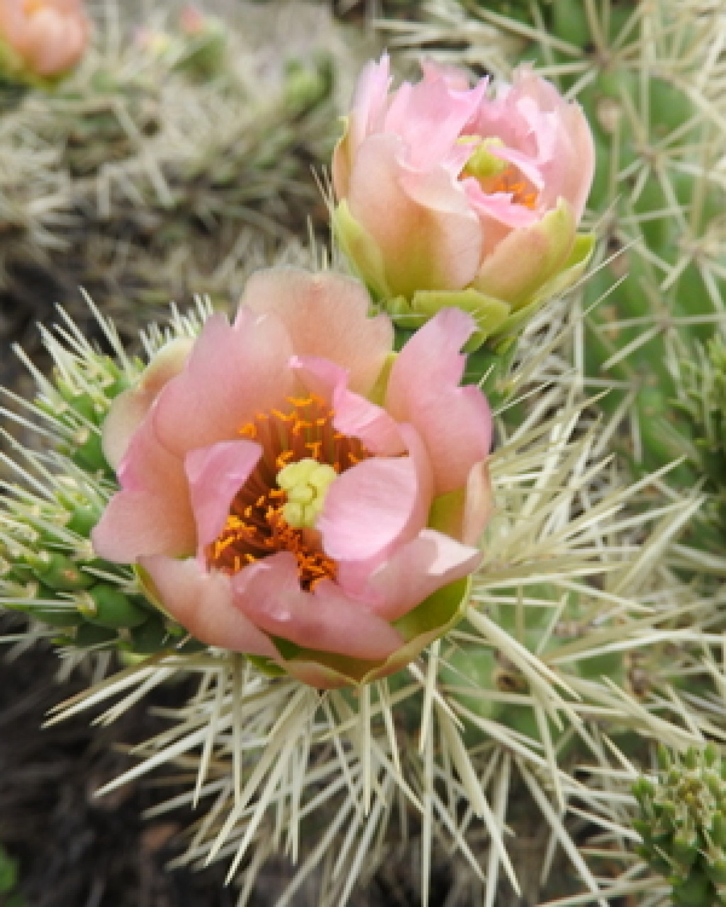 Cylindropuntia rosea