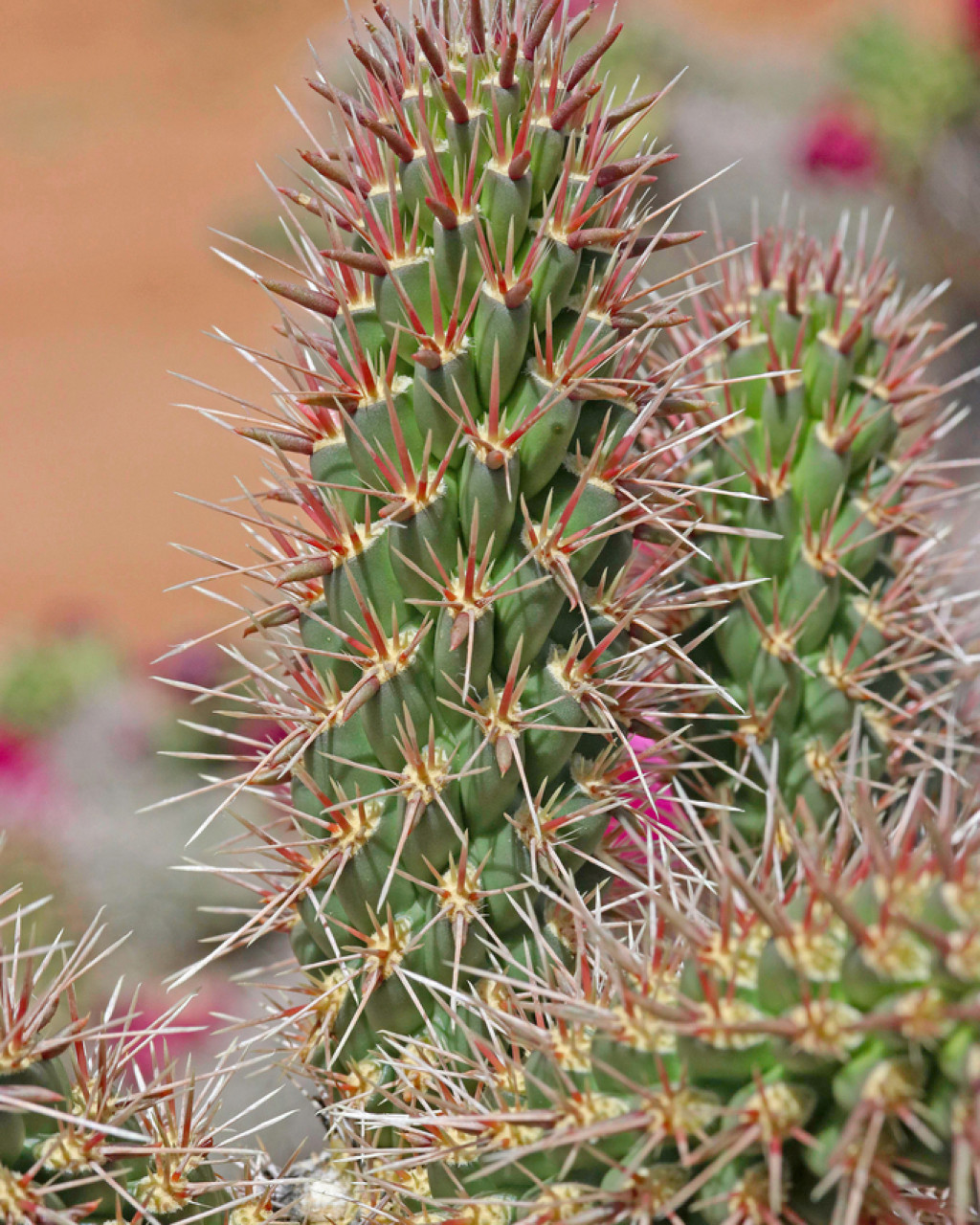 Cylindropuntia spinosior