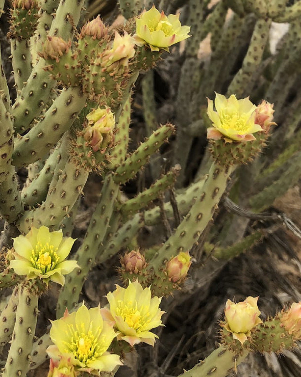 Cylindropuntia tesajo