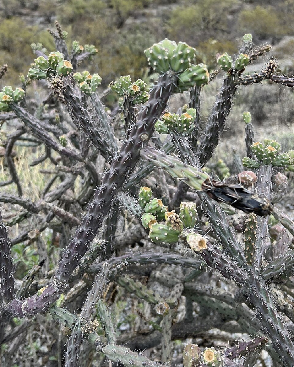 Cylindropuntia thurberi