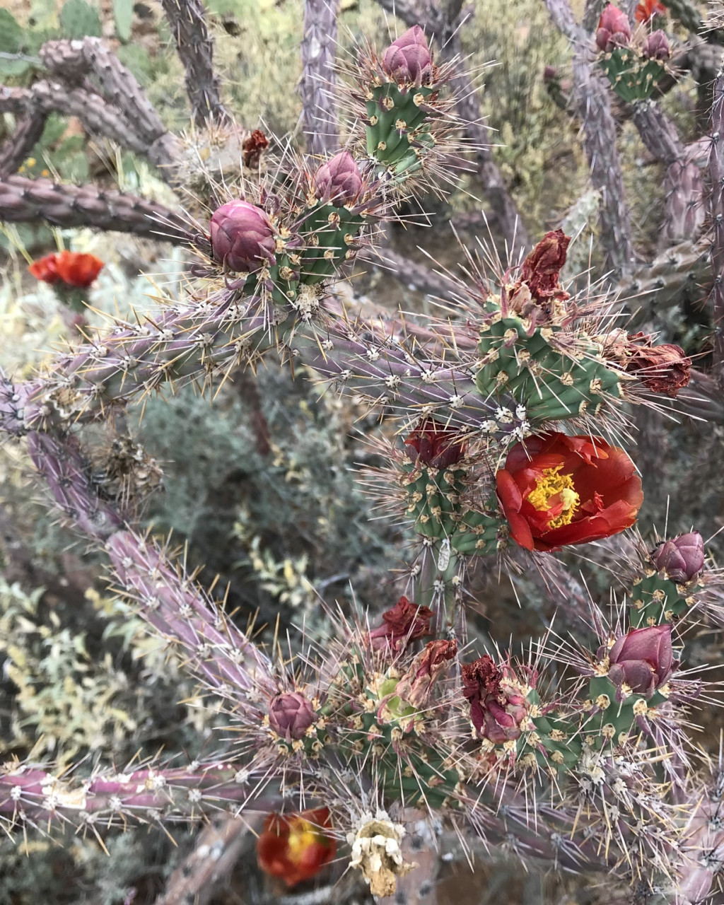 Cylindropuntia versicolor
