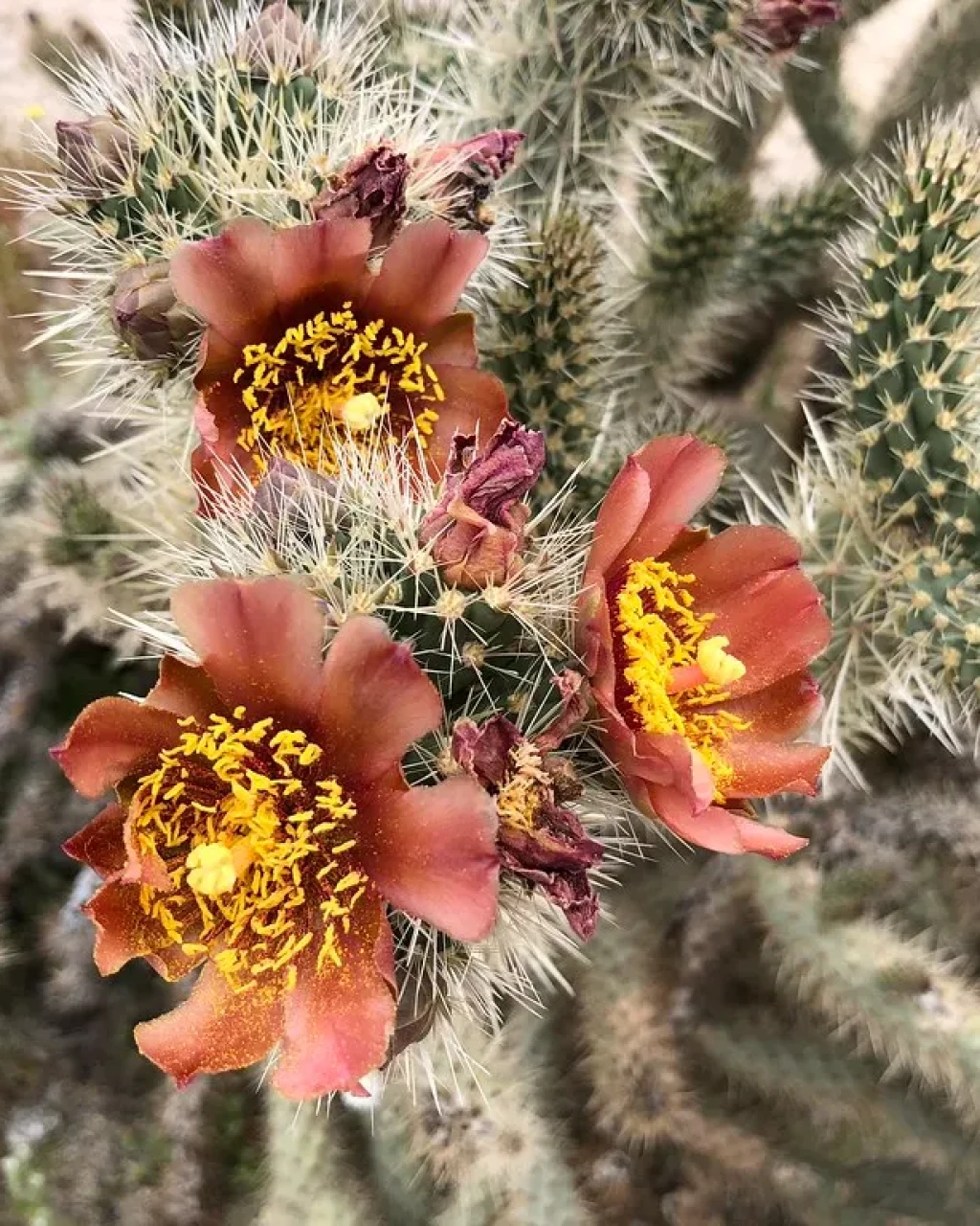 Cylindropuntia wolfii