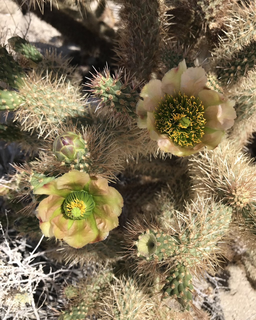 Cylindropuntia x Fosbergii