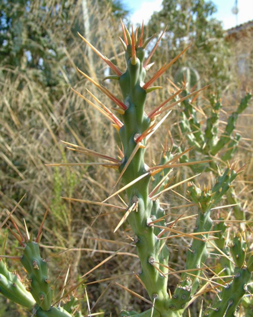 Cylindropuntia X Tetracantha