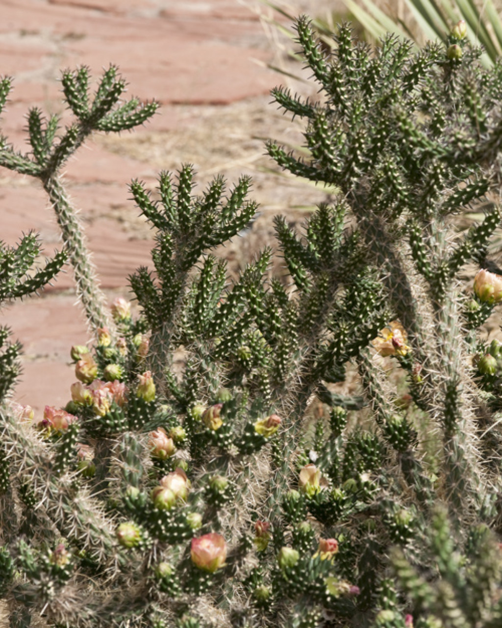 Cylindropuntia x viridiflora
