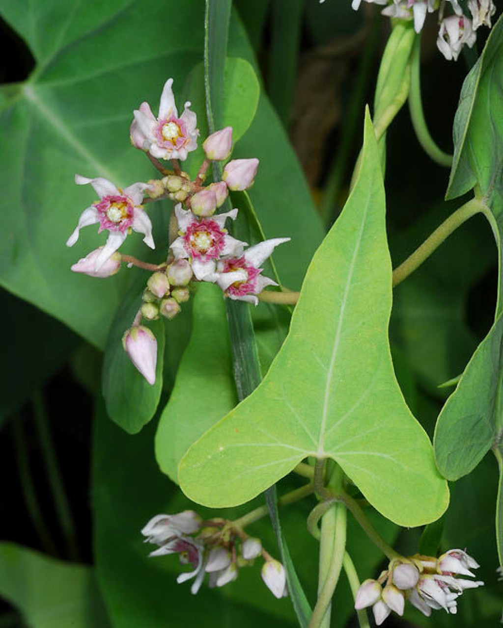Cynanchum acutum