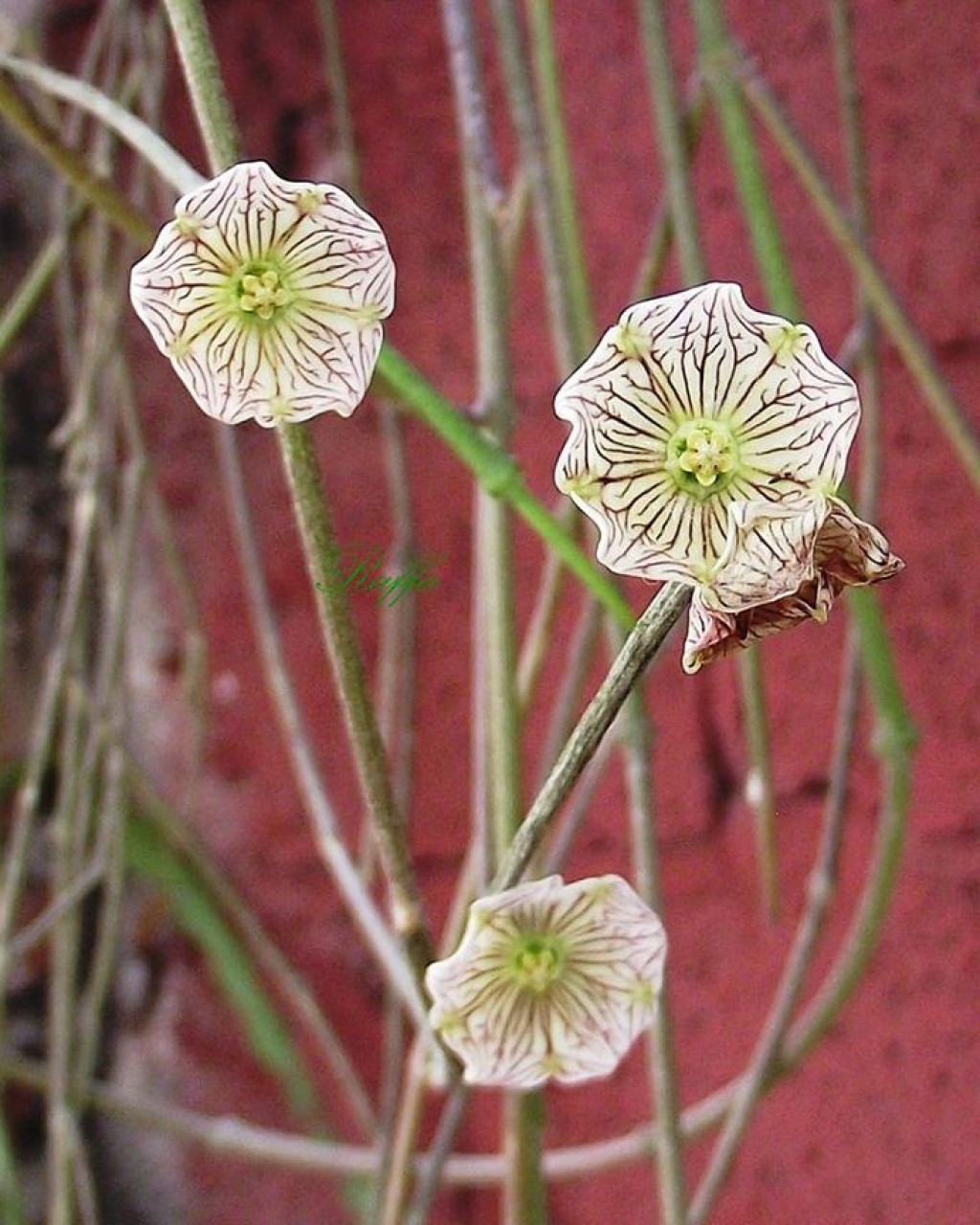Cynanchum insigne