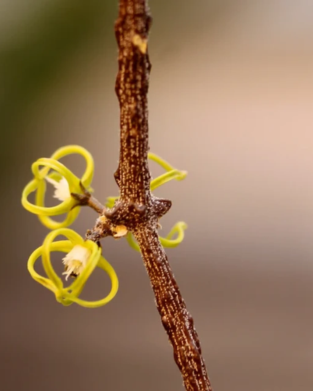 Cynanchum marnierianum