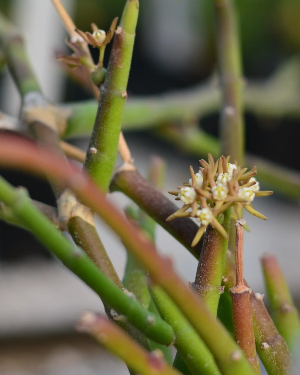 Cynanchum stoloniferum