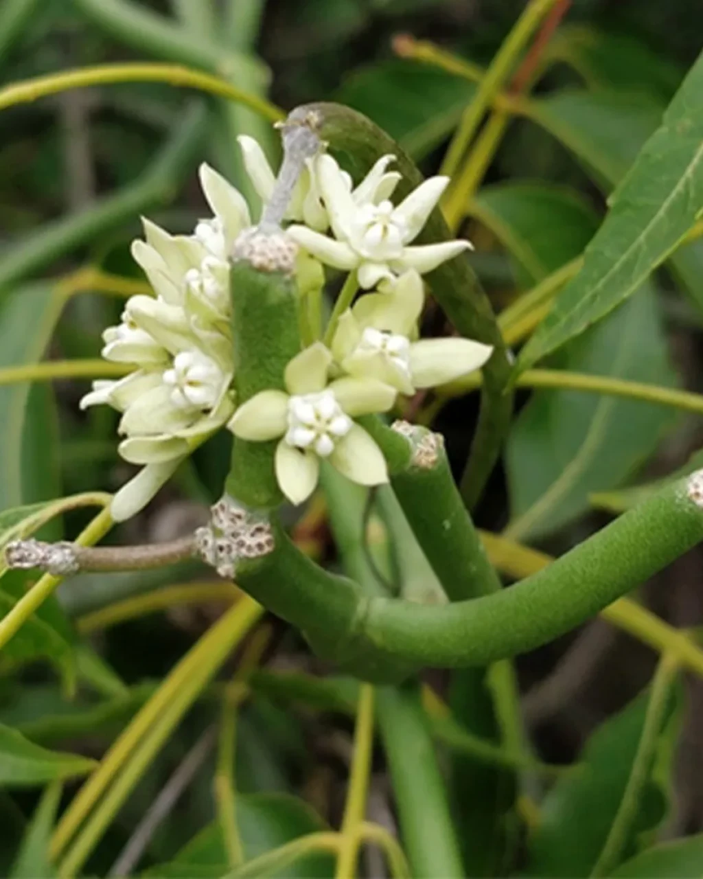 Cynanchum viminale