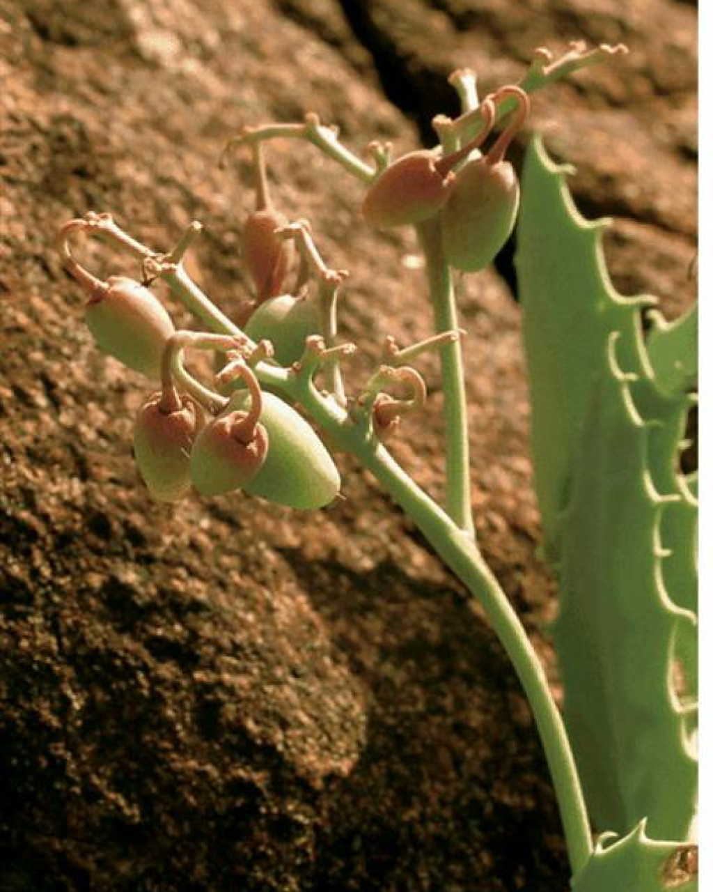 Cyphostemma