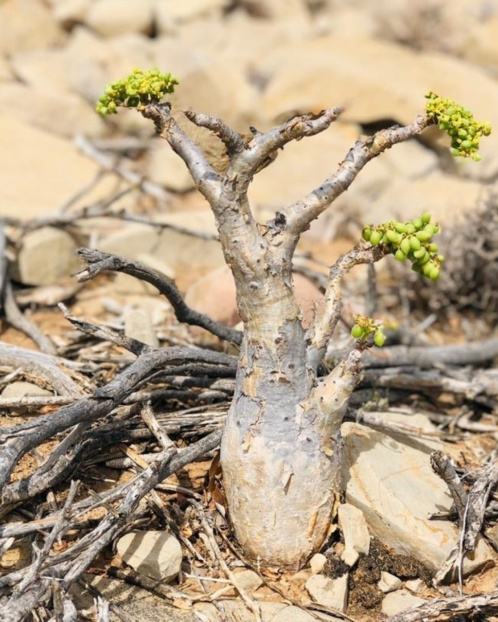 Cyphostemma betiformis