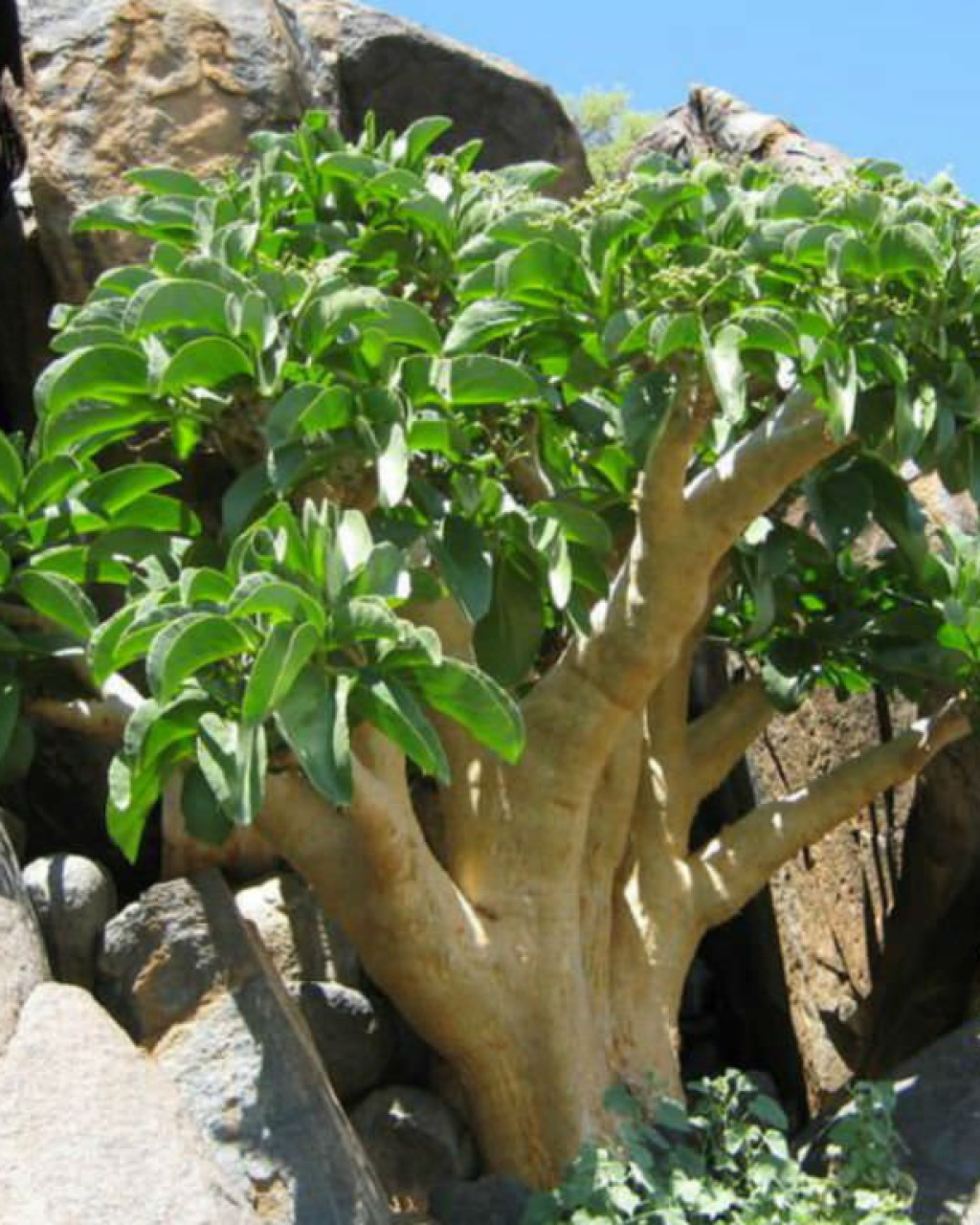 Cyphostemma currorii